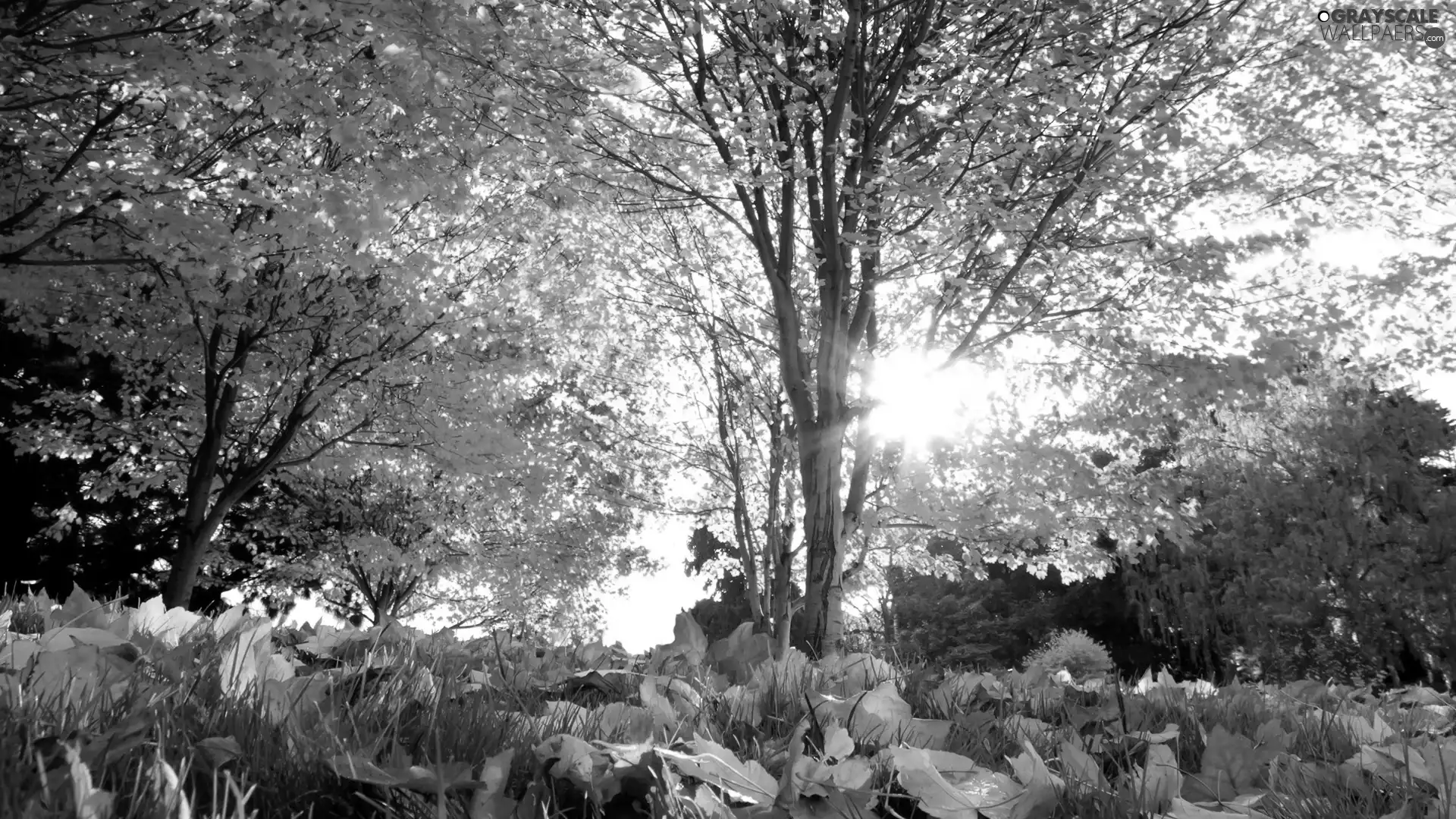 autumn, Leaf, light breaking through sky, trees