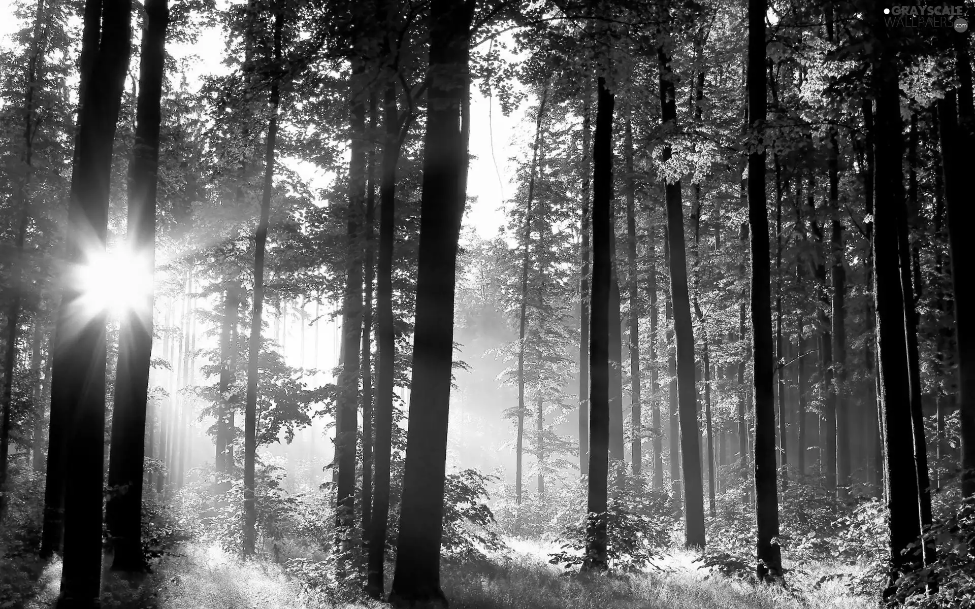 forest, viewes, light breaking through sky, trees