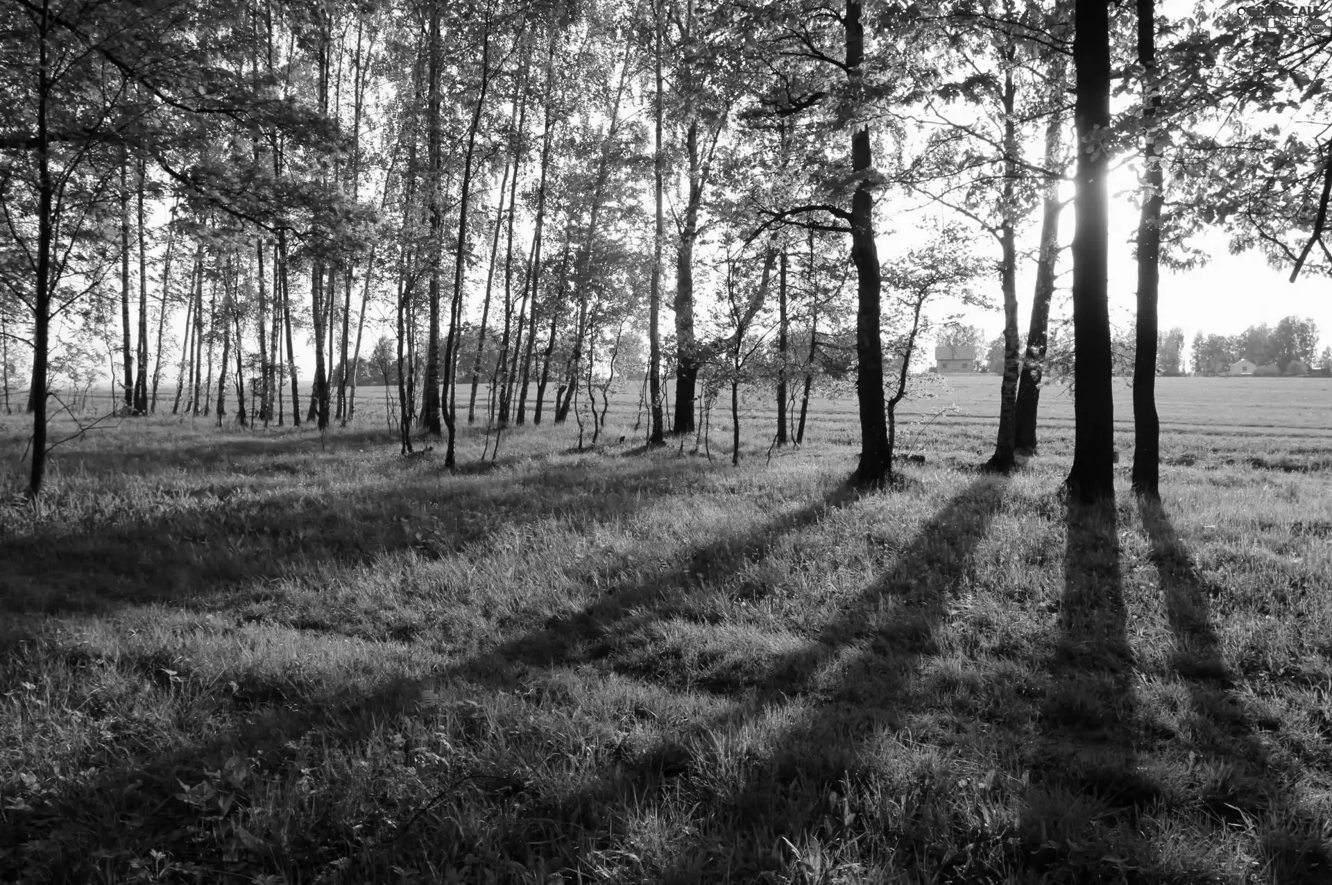 Meadow, viewes, light breaking through sky, trees