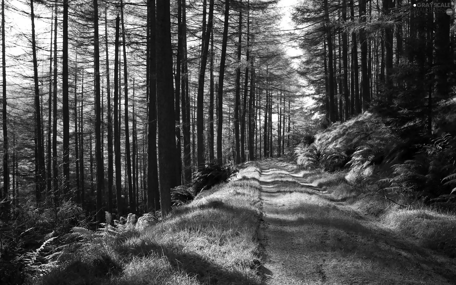 forest, fern, light breaking through sky, Way