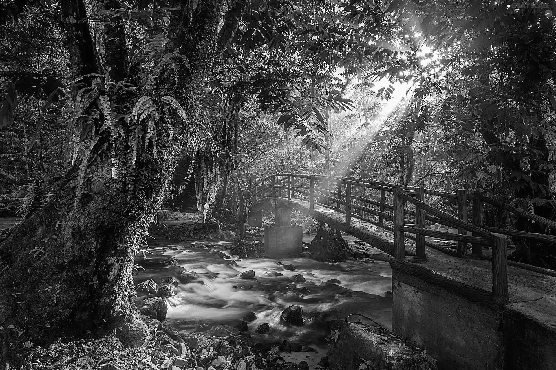 light breaking through sky, Fog, River, bridge, forest