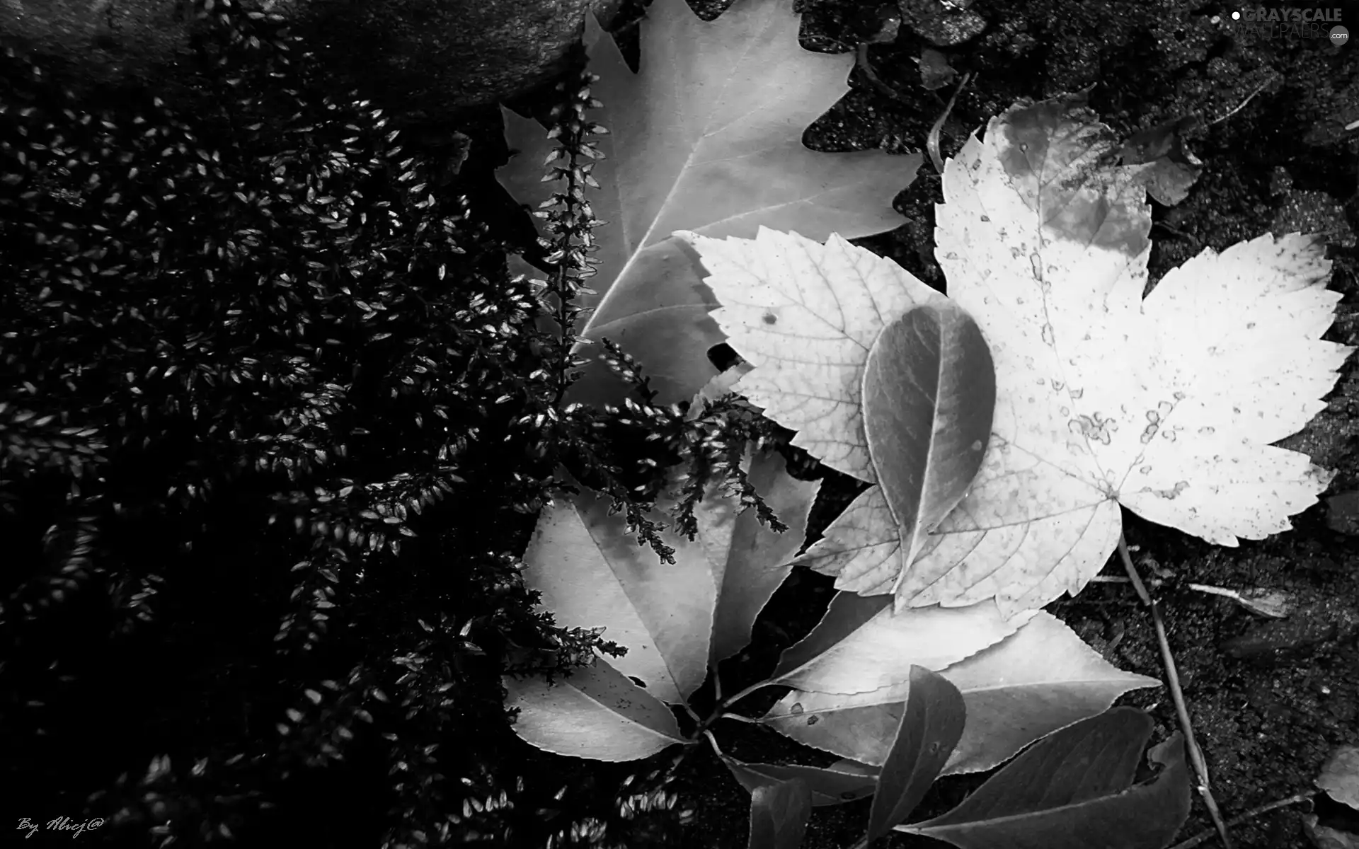 Autumn, Violet, Briar, Leaf