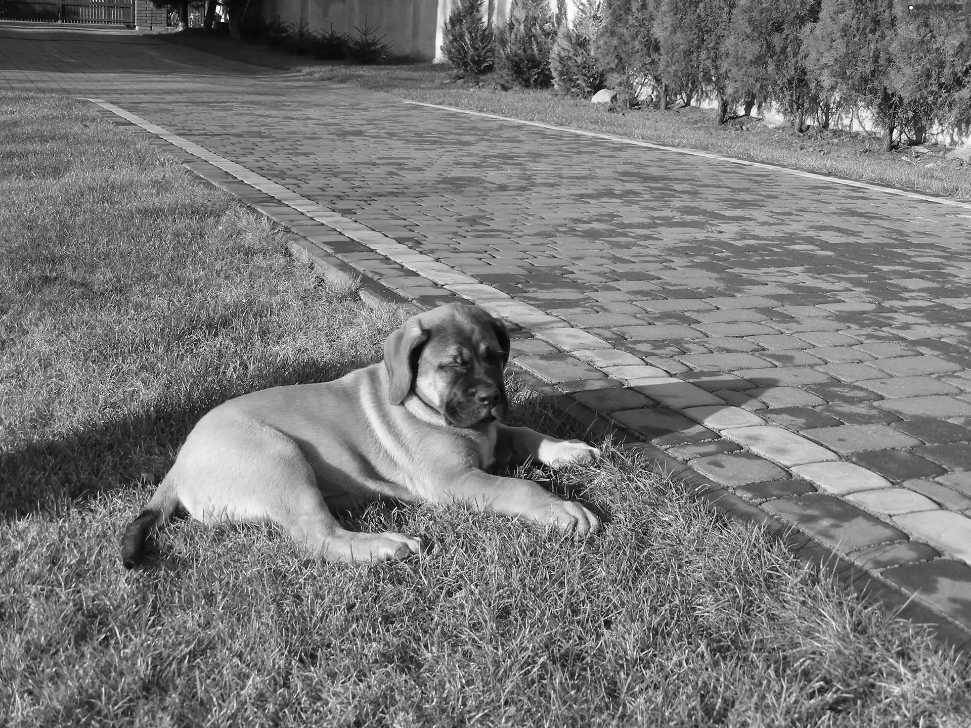 brick, paving, Puppy, English mastiff, honeyed