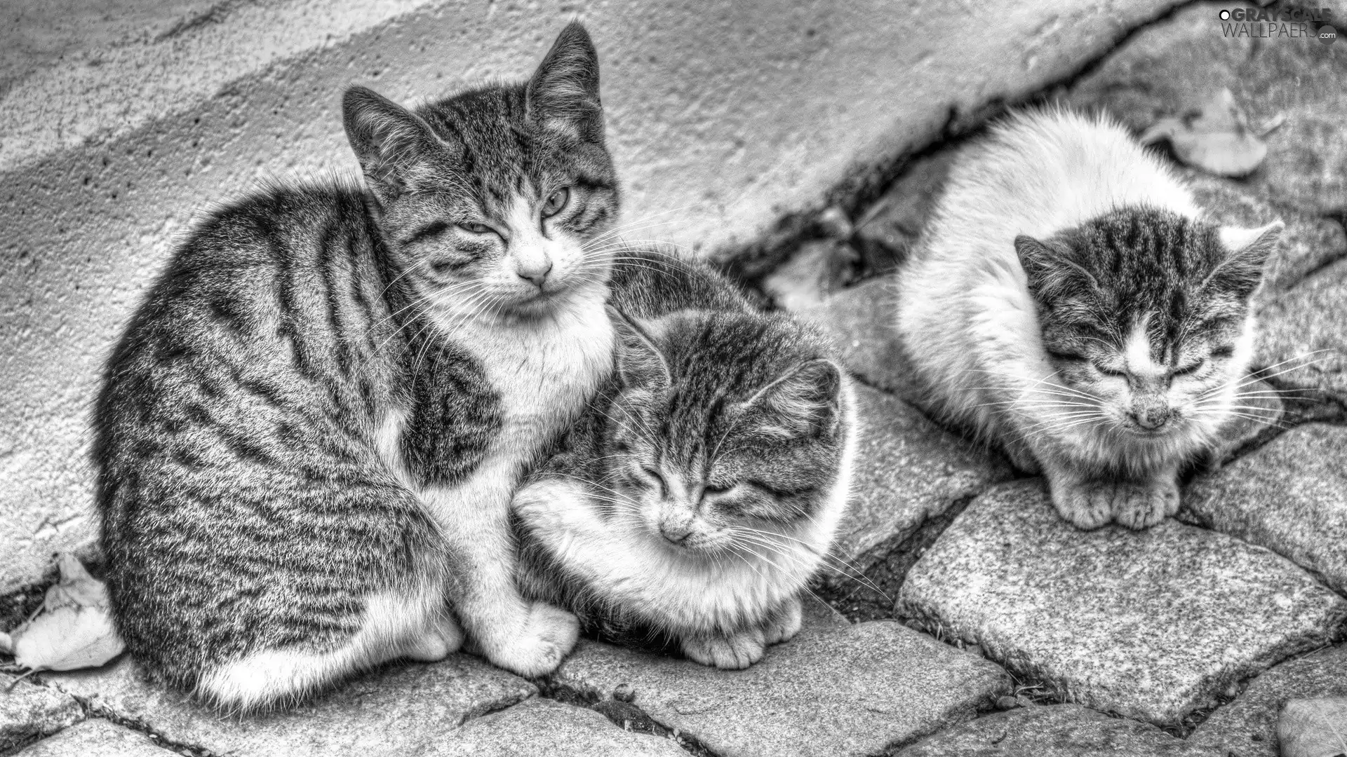 brick, paving, Sleeping, puss, Three