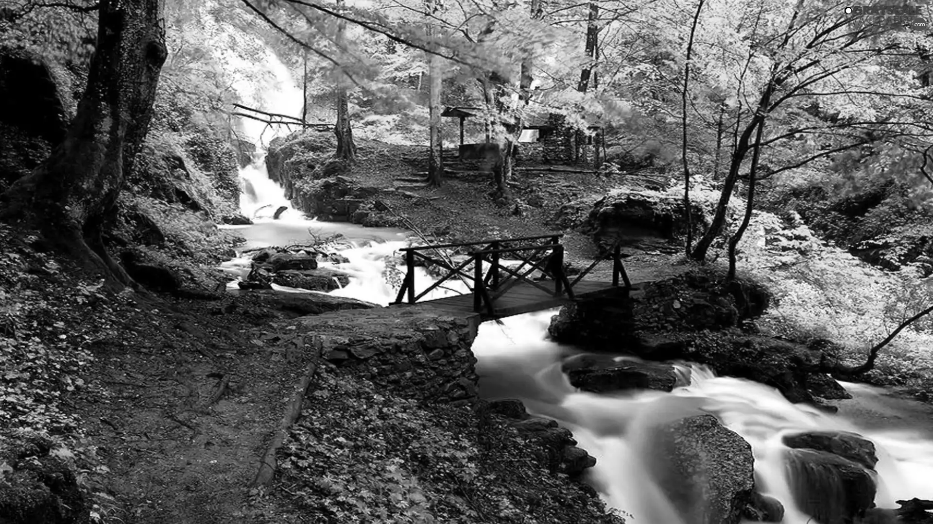 forest, River, bridge, mountains