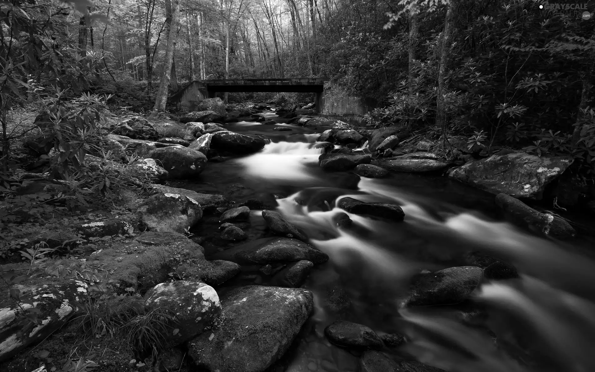 forest, Stones, bridge, River