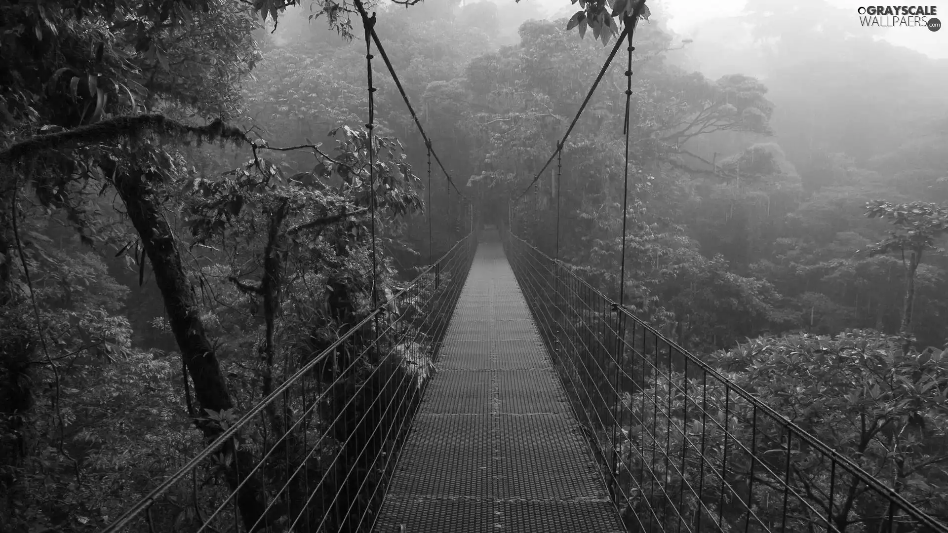 jungle, bridge