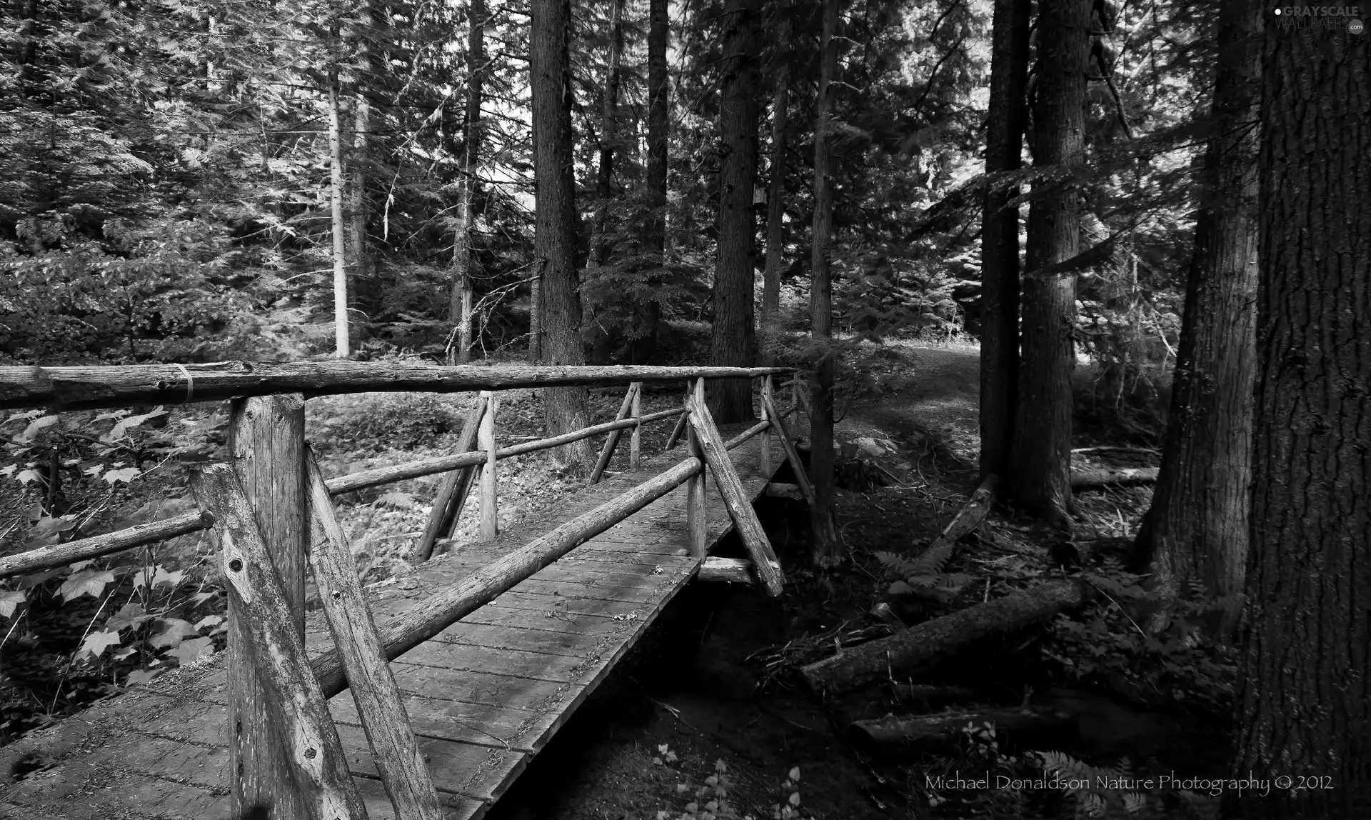 Beatyfull, wooden, bridges, forest