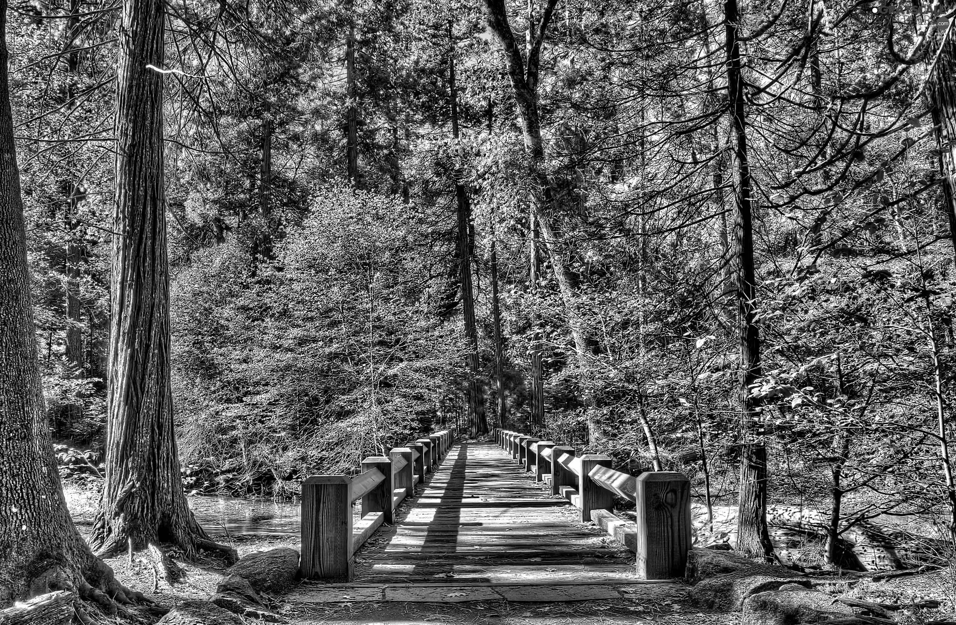 bridges, forest, brook
