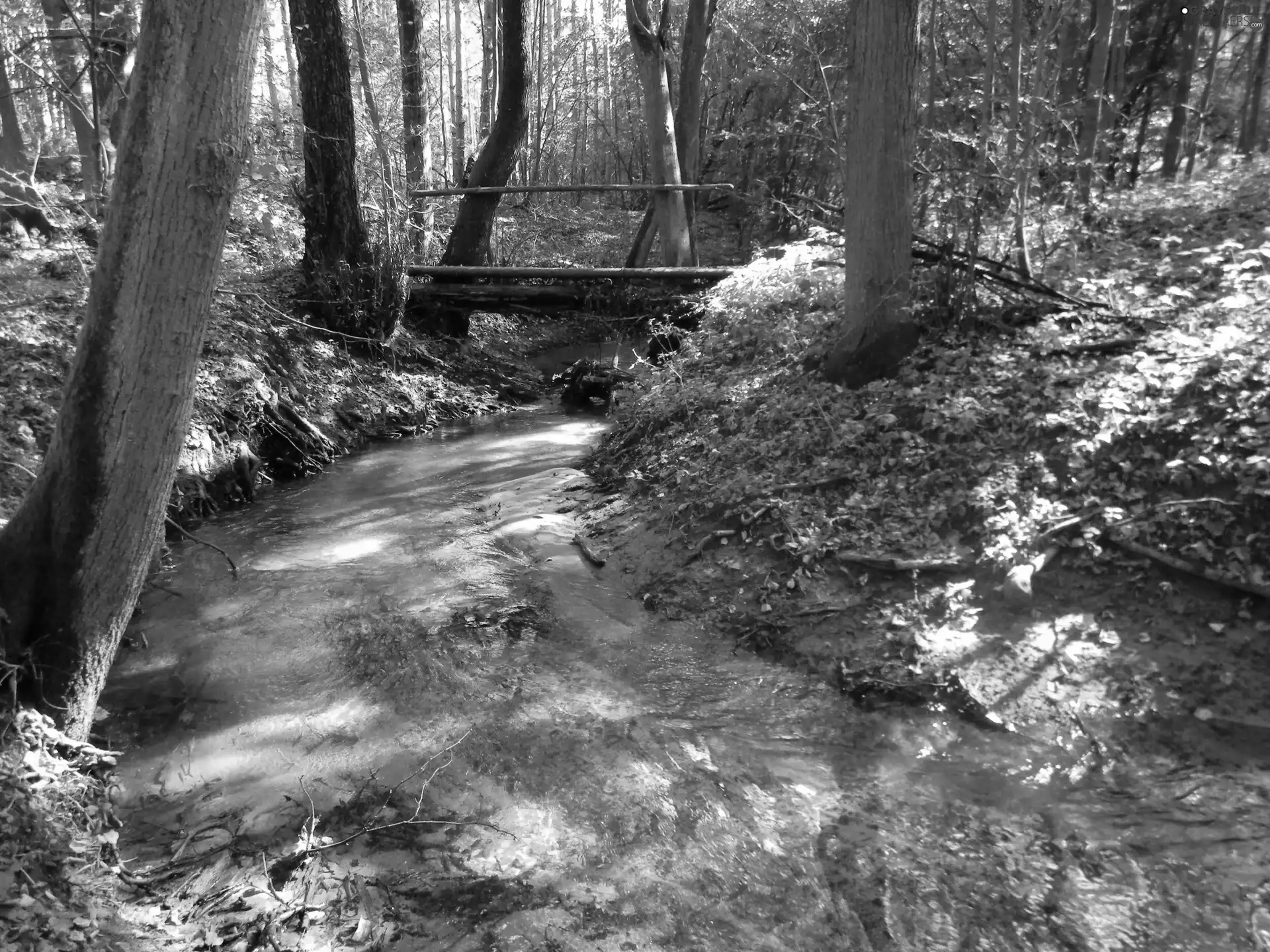 bridges, forest, brook