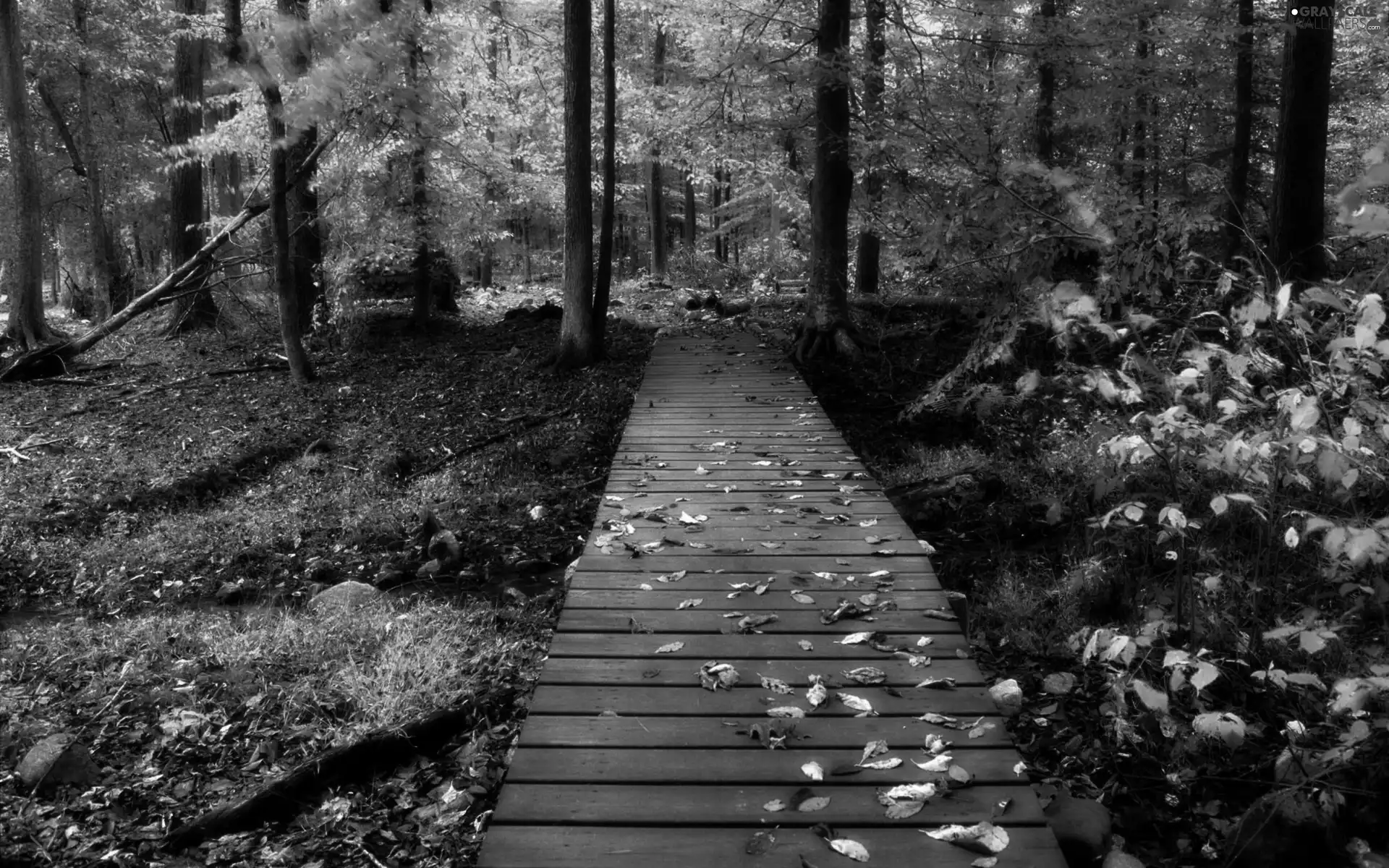 forest, autumn, bridges, Leaf