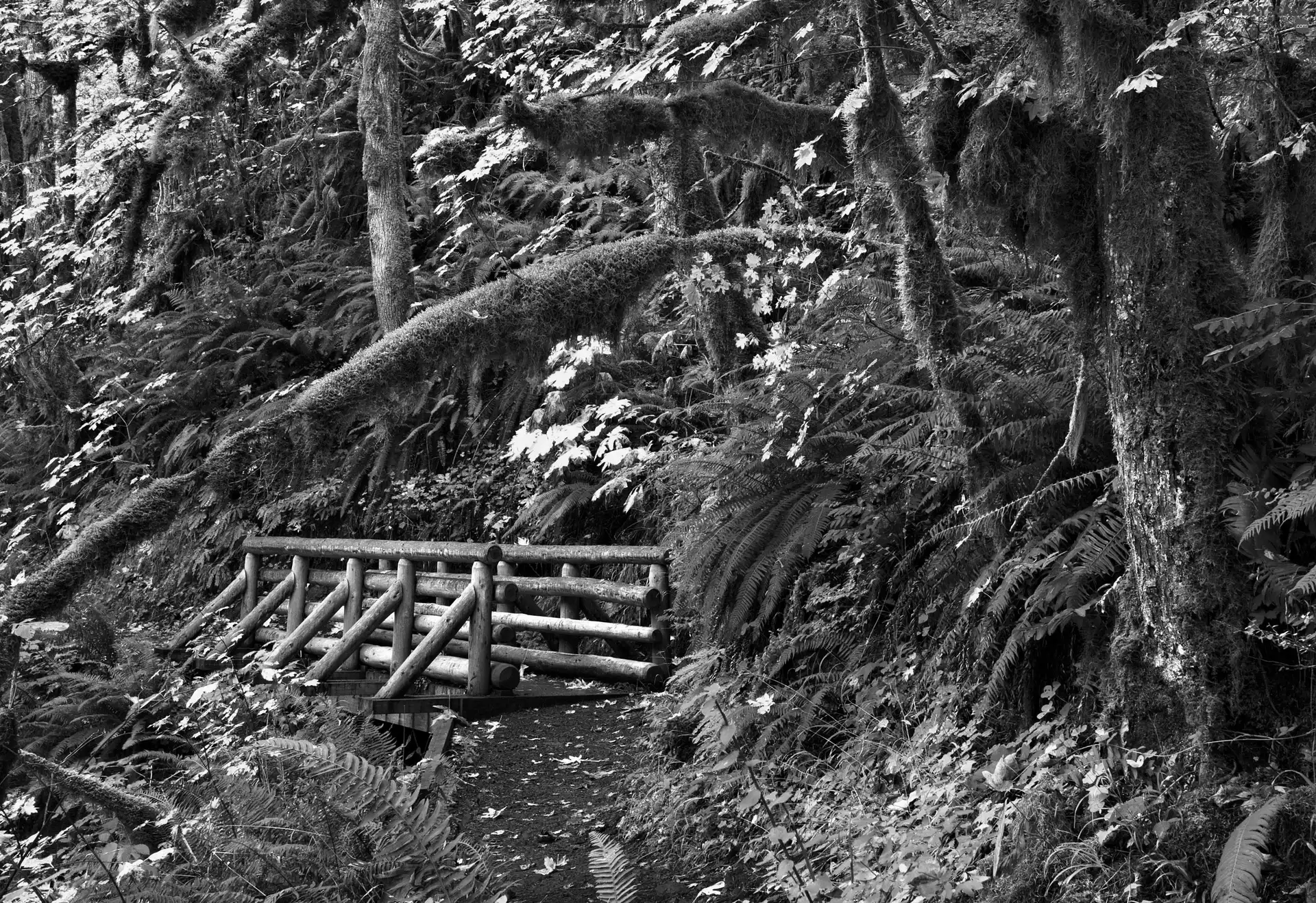 bridges, forest, Path