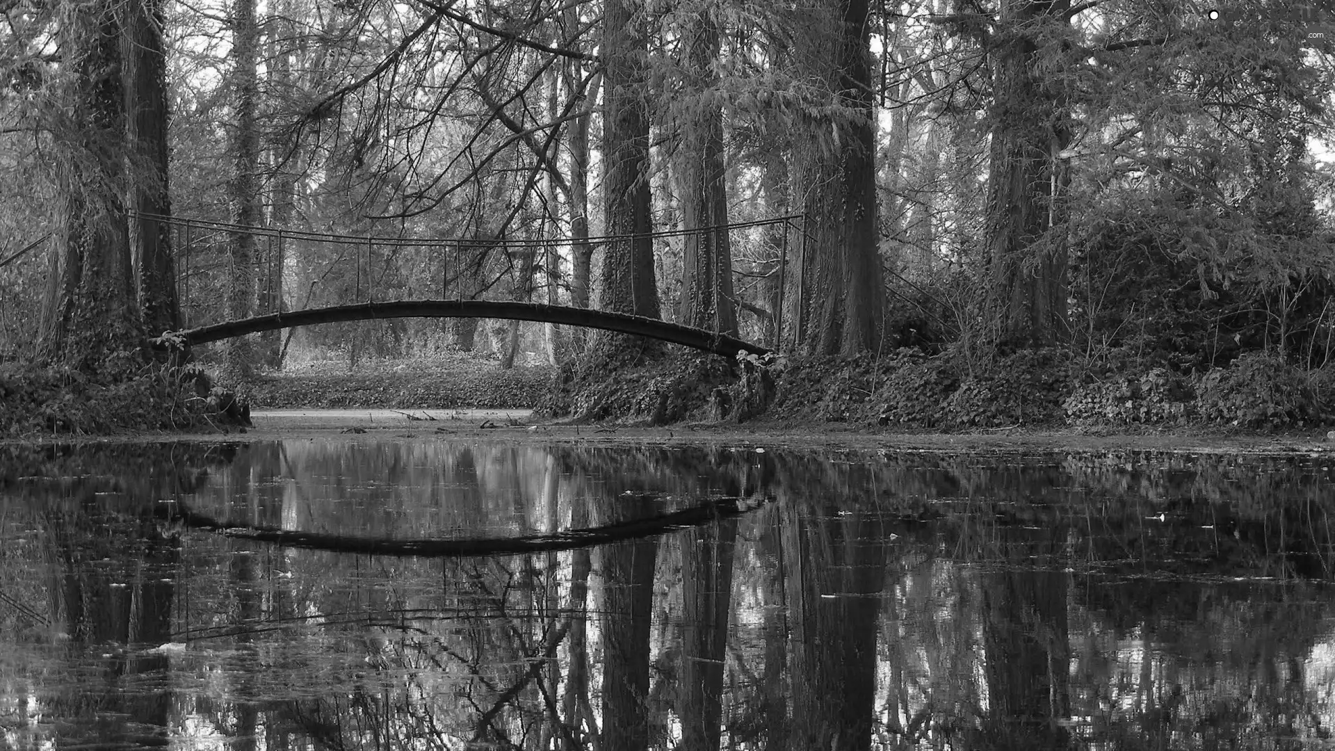 bridges, forest, water