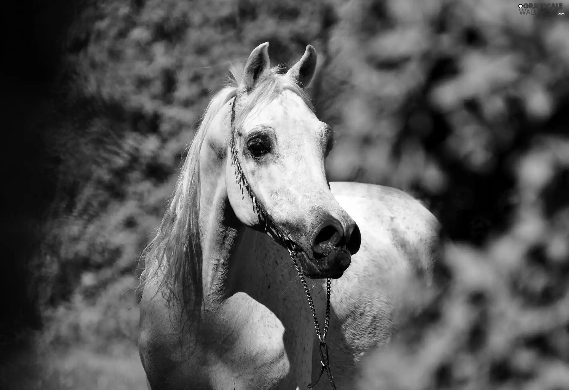 Horse, head, bridle, Arab