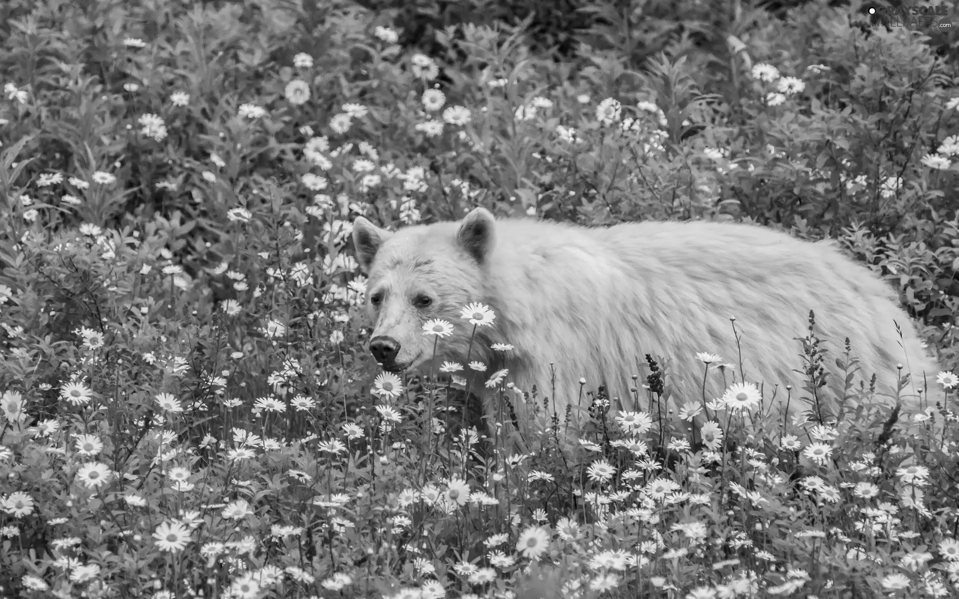Meadow, Flowers Bears, From Colombia, British, bear