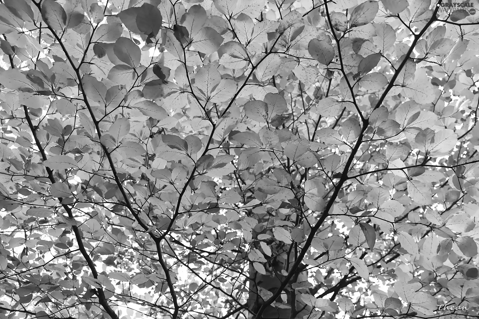 o, trees, Bronze, Leaf, yellow, viewes