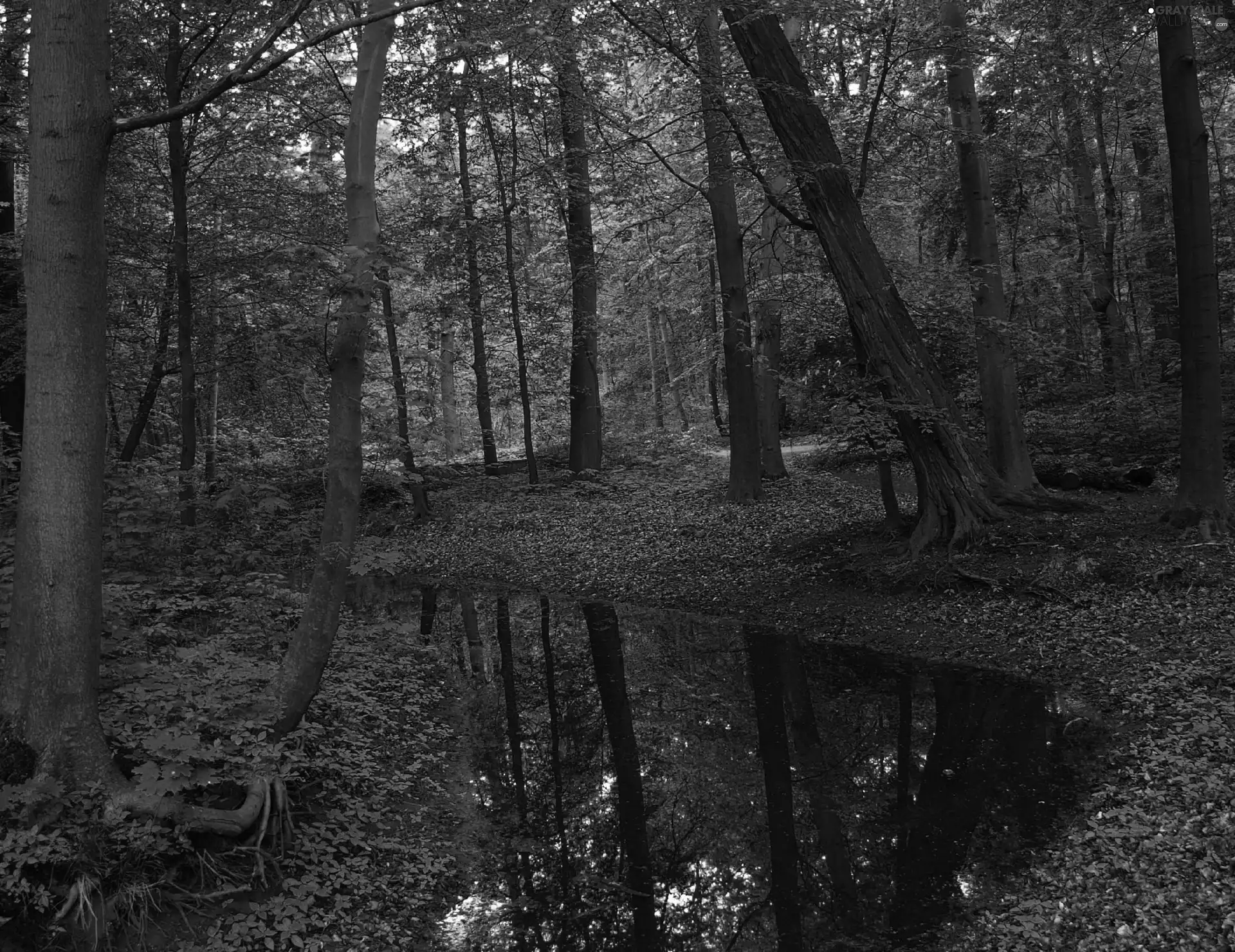 brook, autumn, viewes, forest, trees