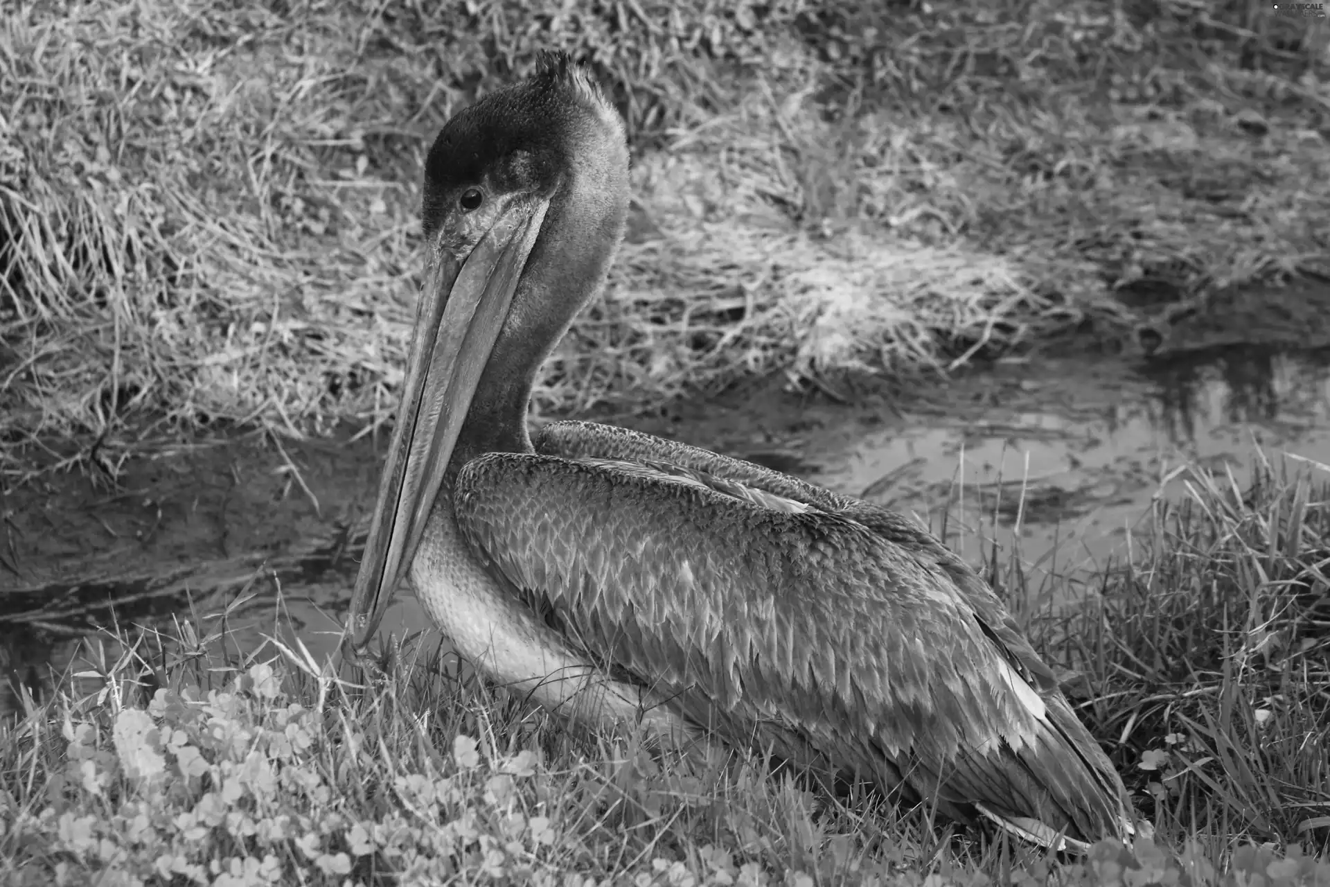 brook, pelican, brown