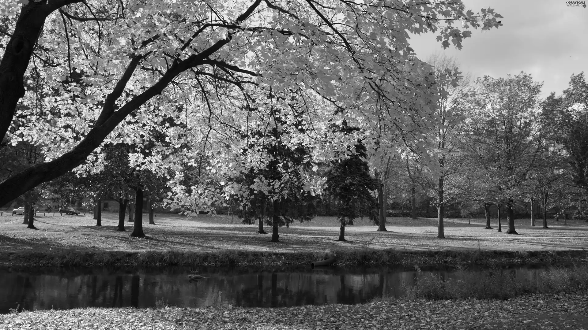 Park, viewes, brook, trees