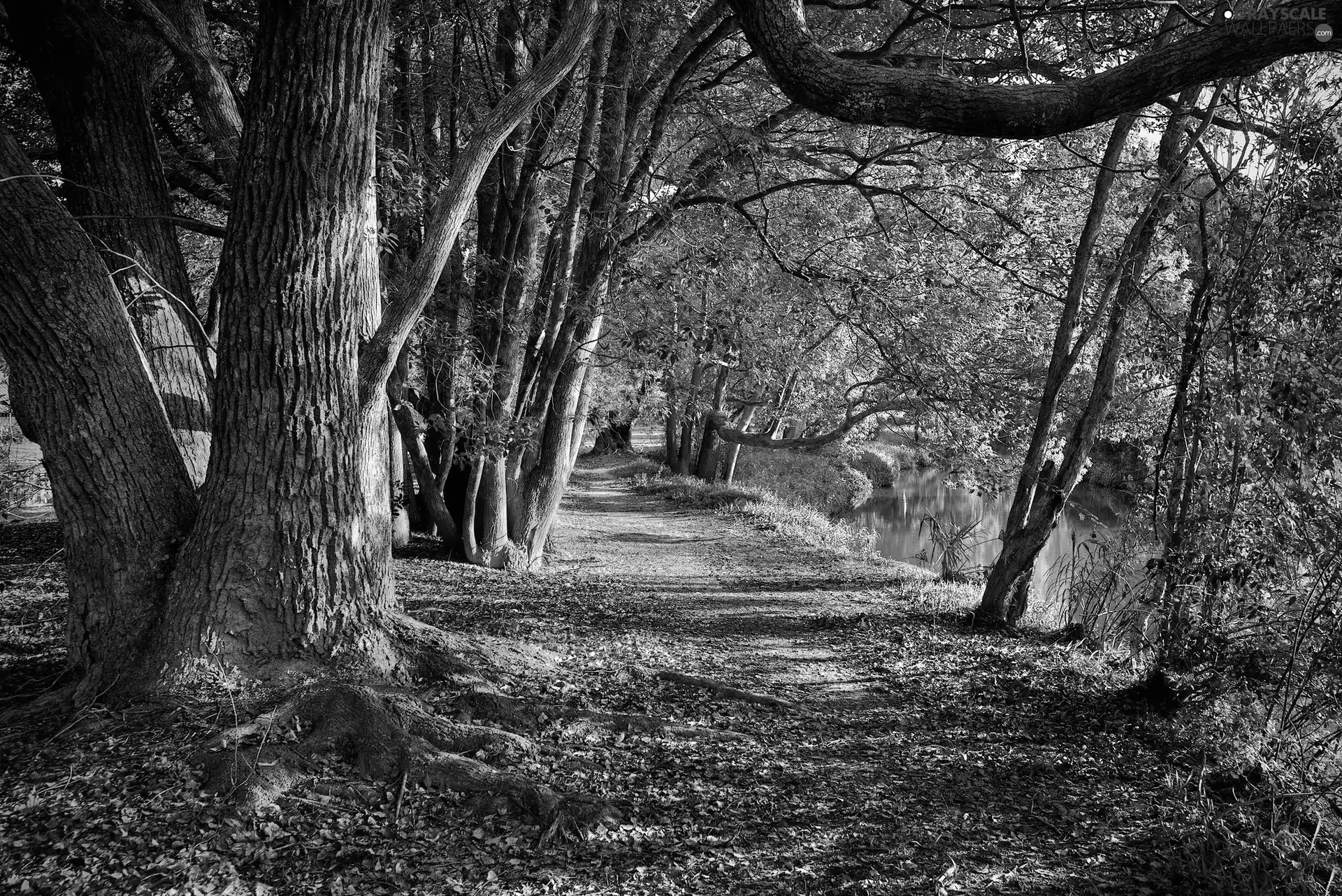 Way, viewes, brook, trees