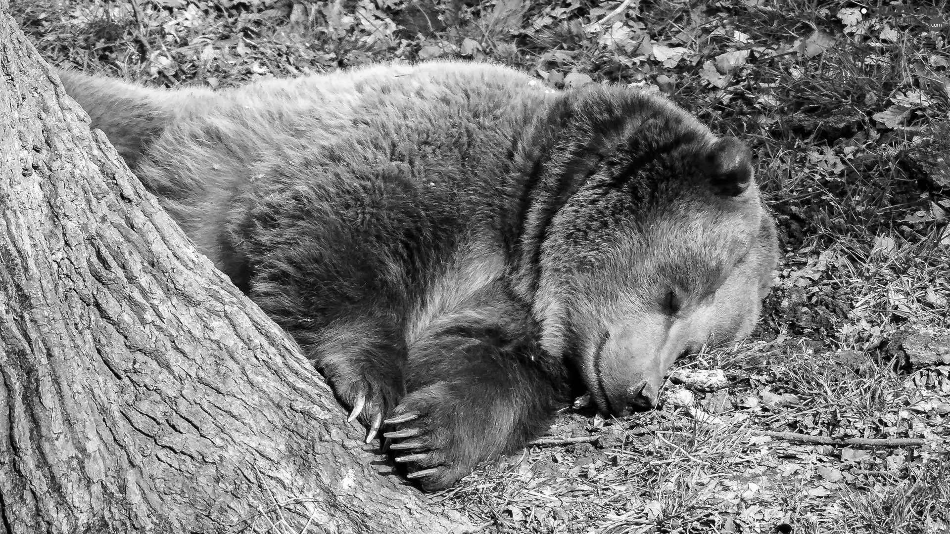 trees, dream, sleepy, Brown bear, animals