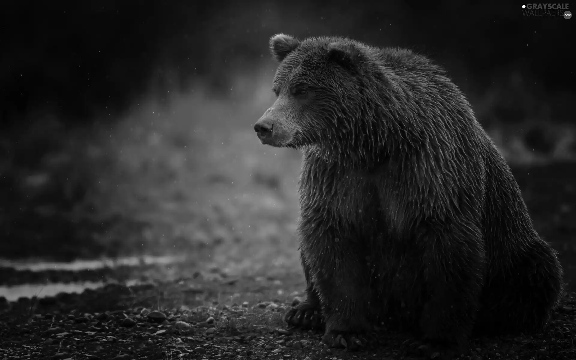 Brown bear