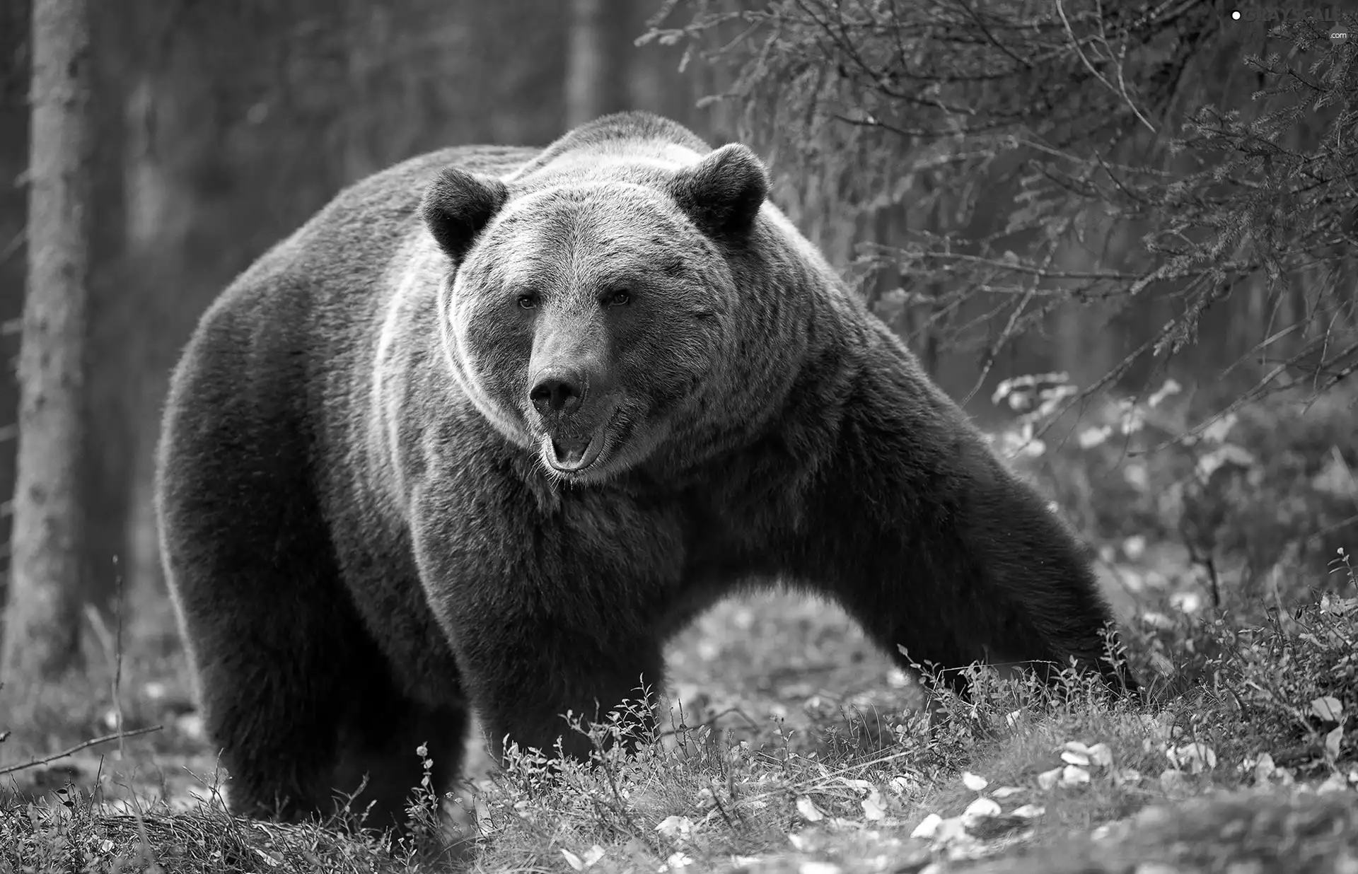 viewes, forest, Big, Brown bear, Leaf, trees