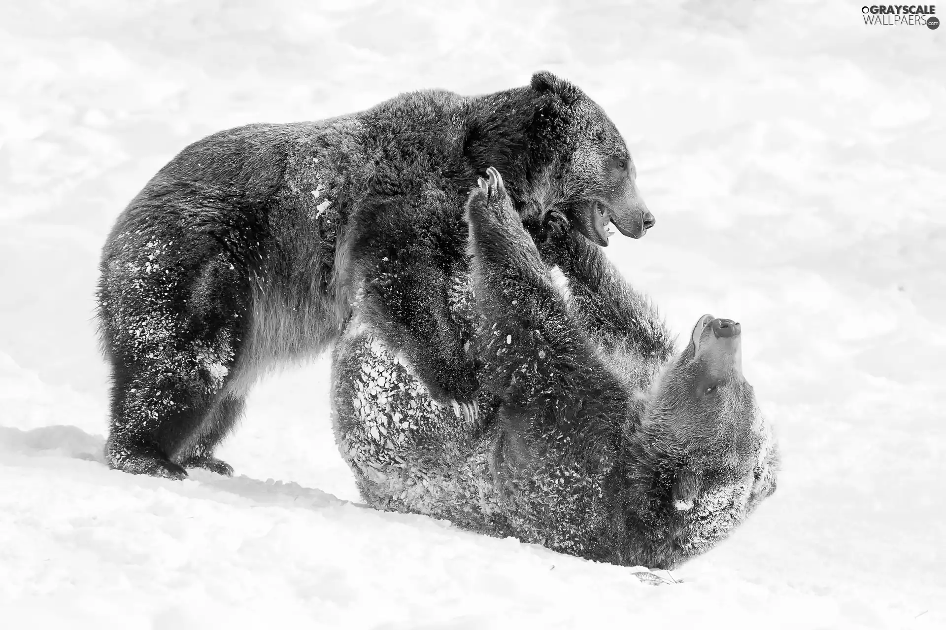 play, snow, bears, brown, Two cars