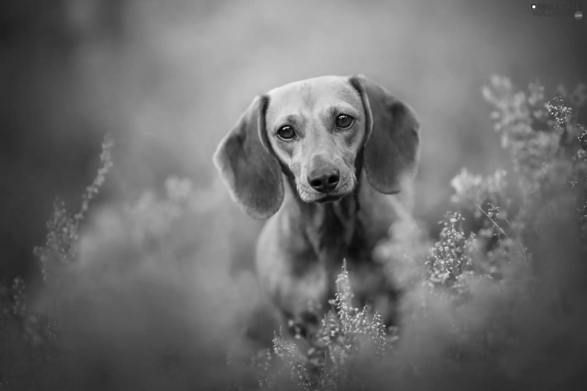 dog, dachshund, heathers, Brown