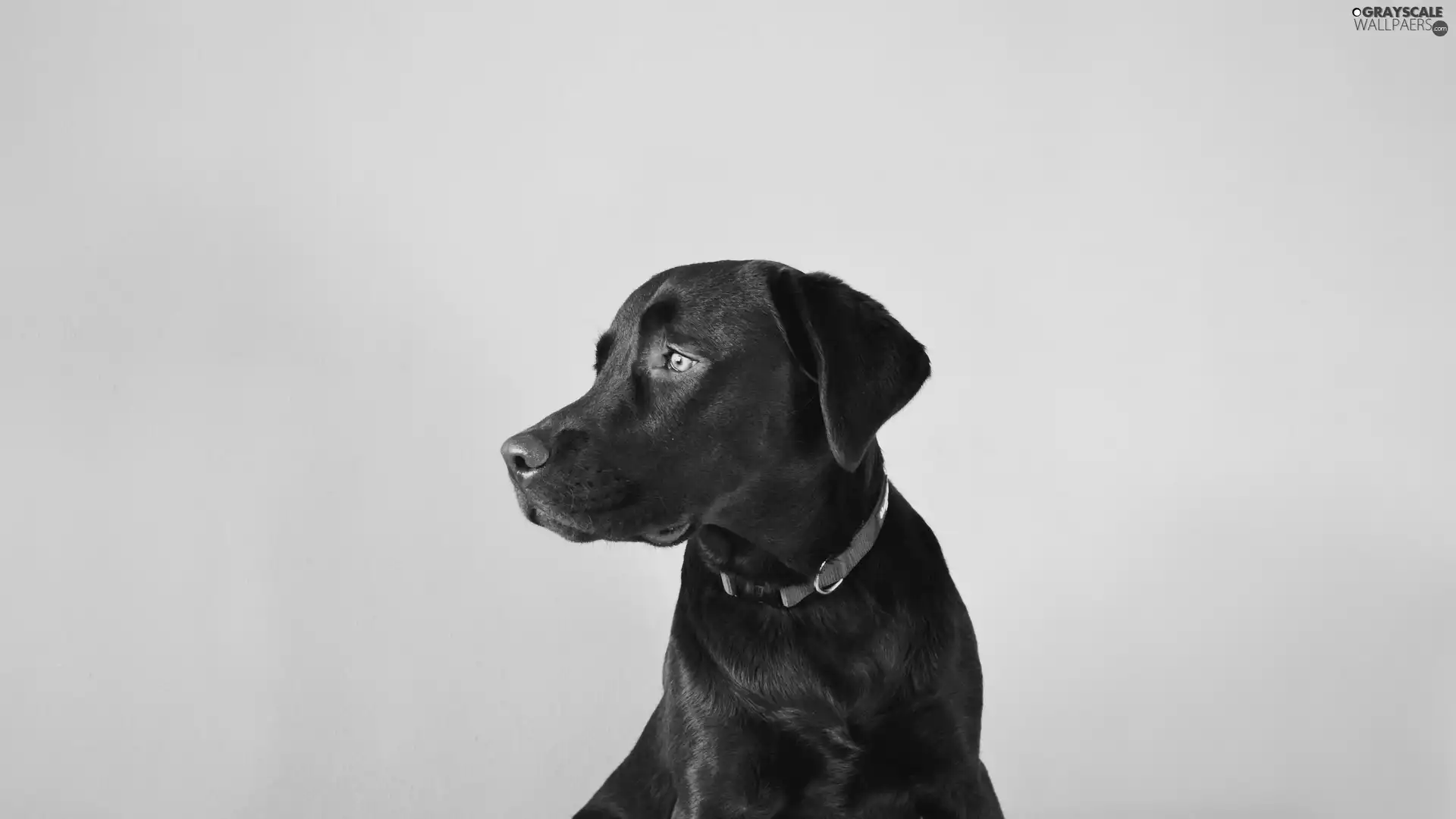 red hot, dog-collar, dog, Labrador Retriever, Brown