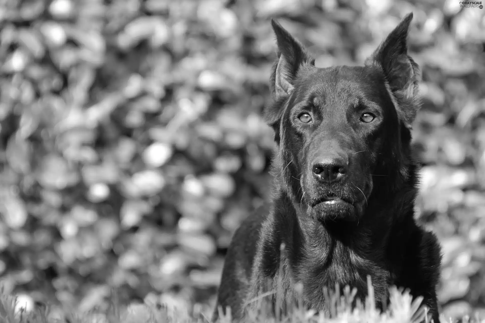 Eyes, Shepherd French Beauceron, Brown