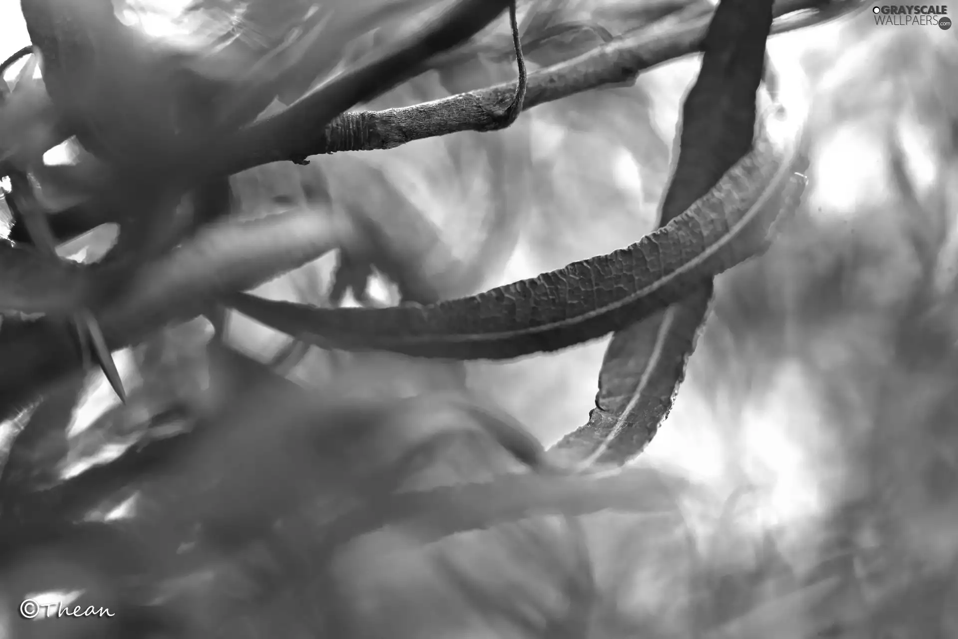 Brown, Autumn, Leaf