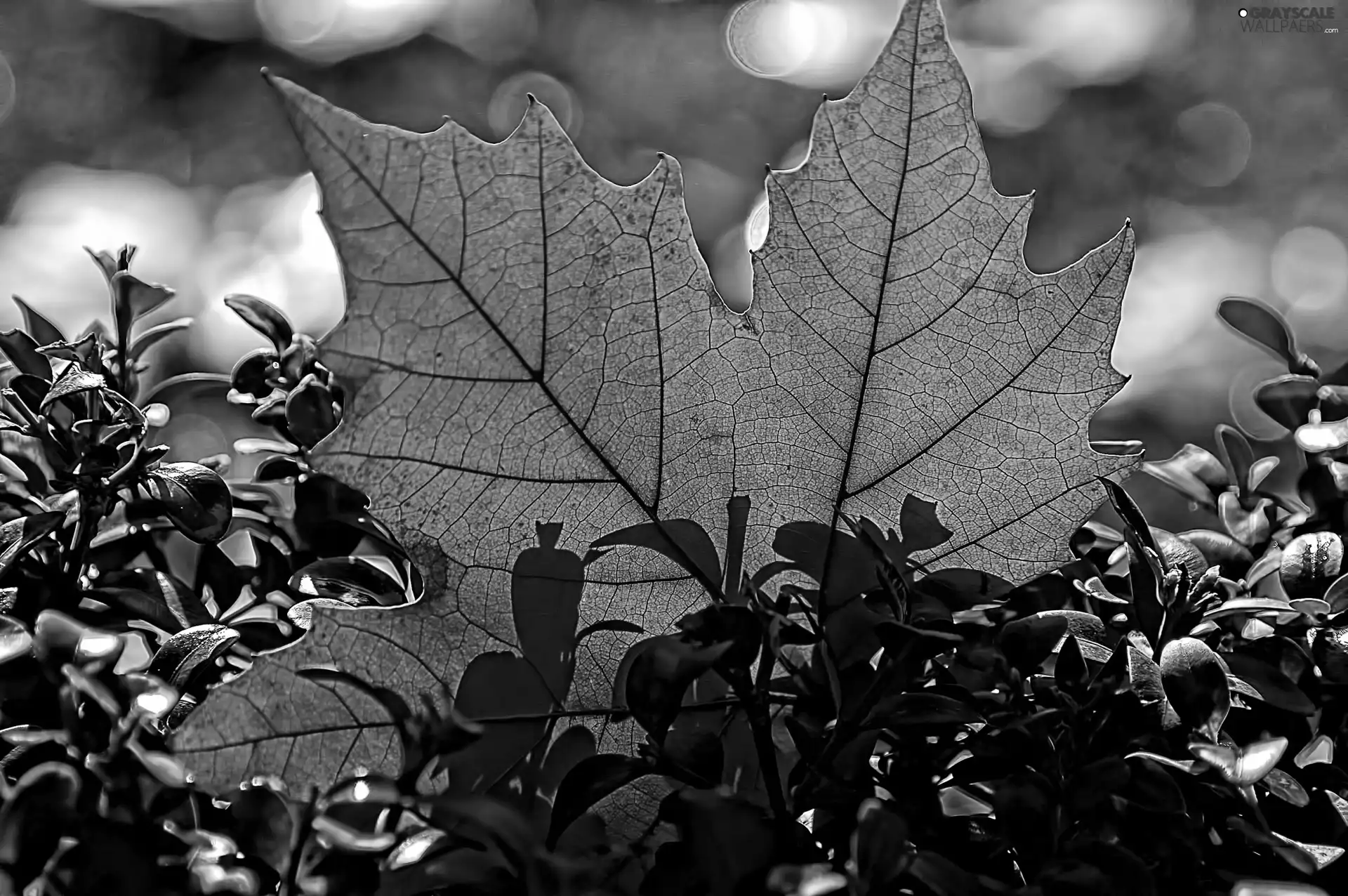 brown, leaf, maple