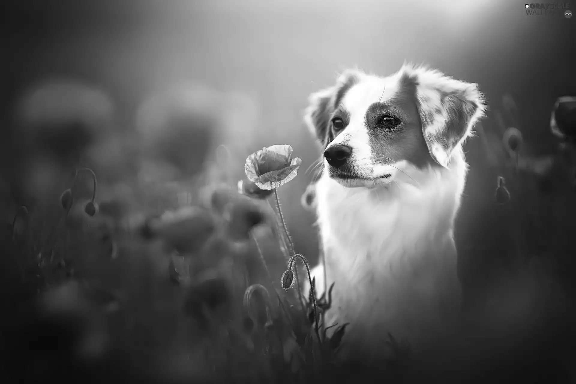 White-brown, papavers, blur, dog