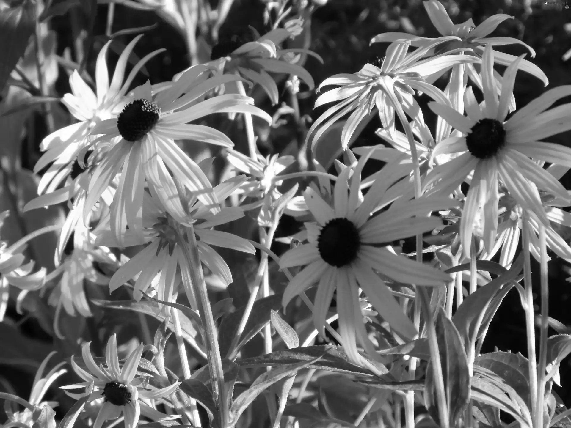Yellow, Rudbeckia, Brown, resources, Flowers, fine