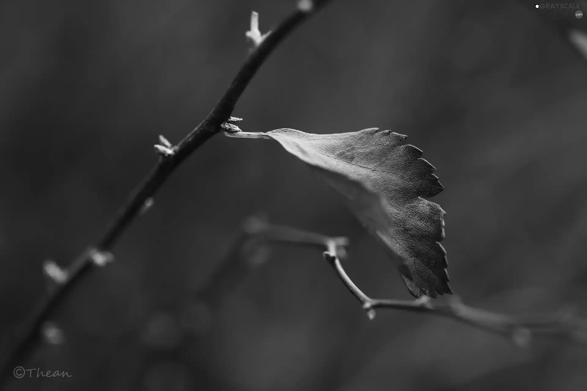 brown, leaf, twig
