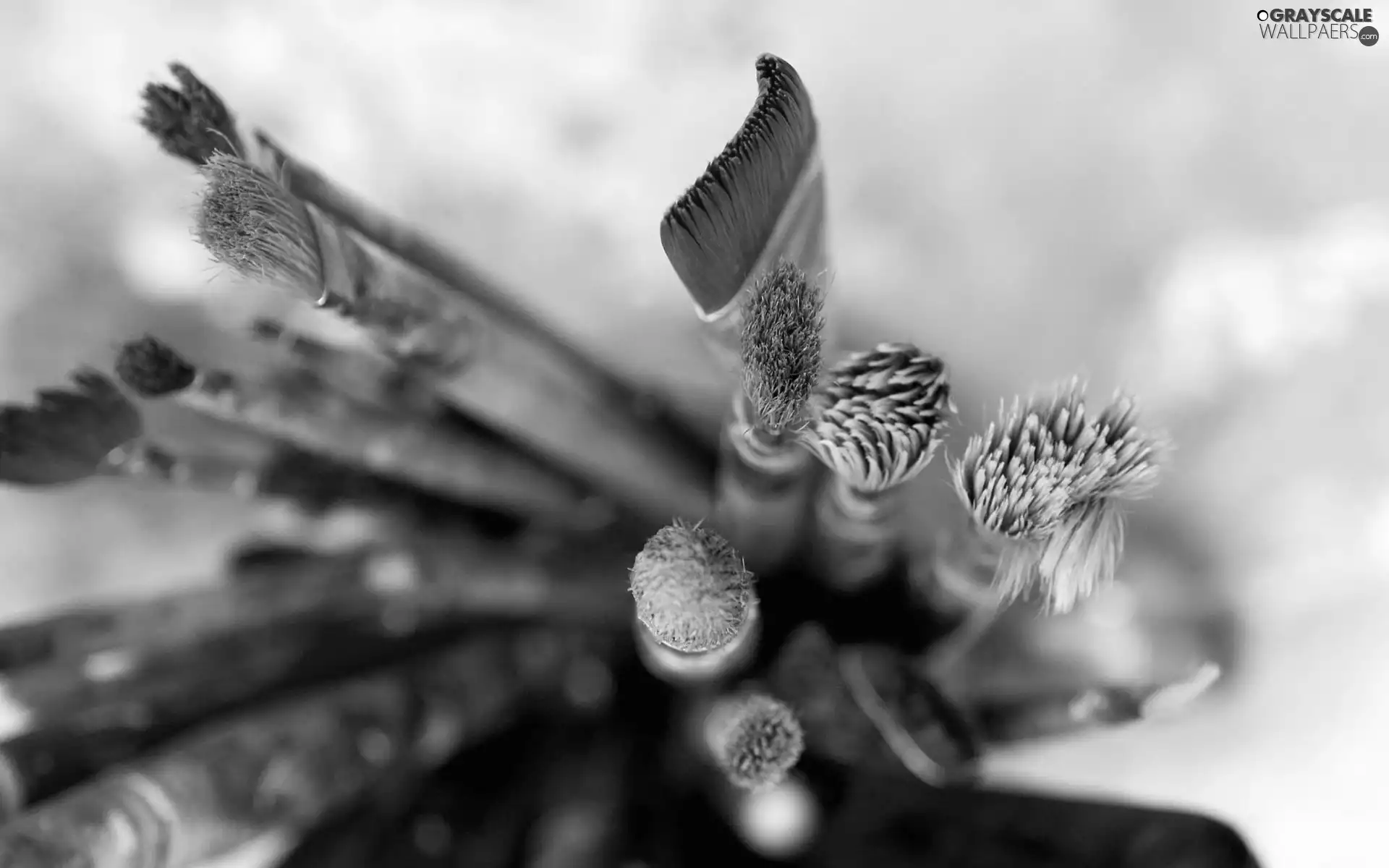 Brushes