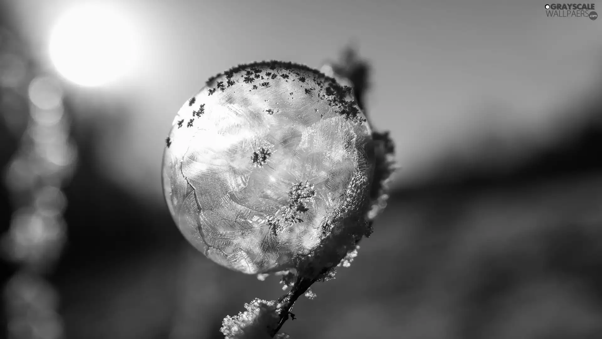 blurry background, frosted, bubble