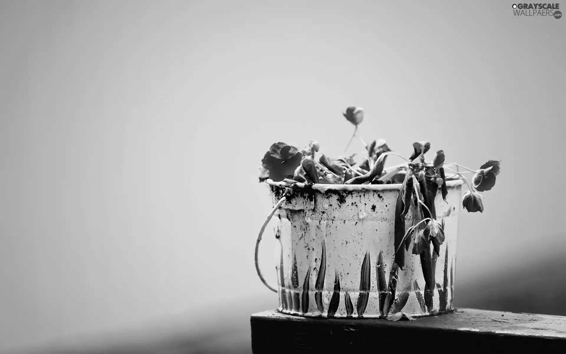 Flowers, Bucket