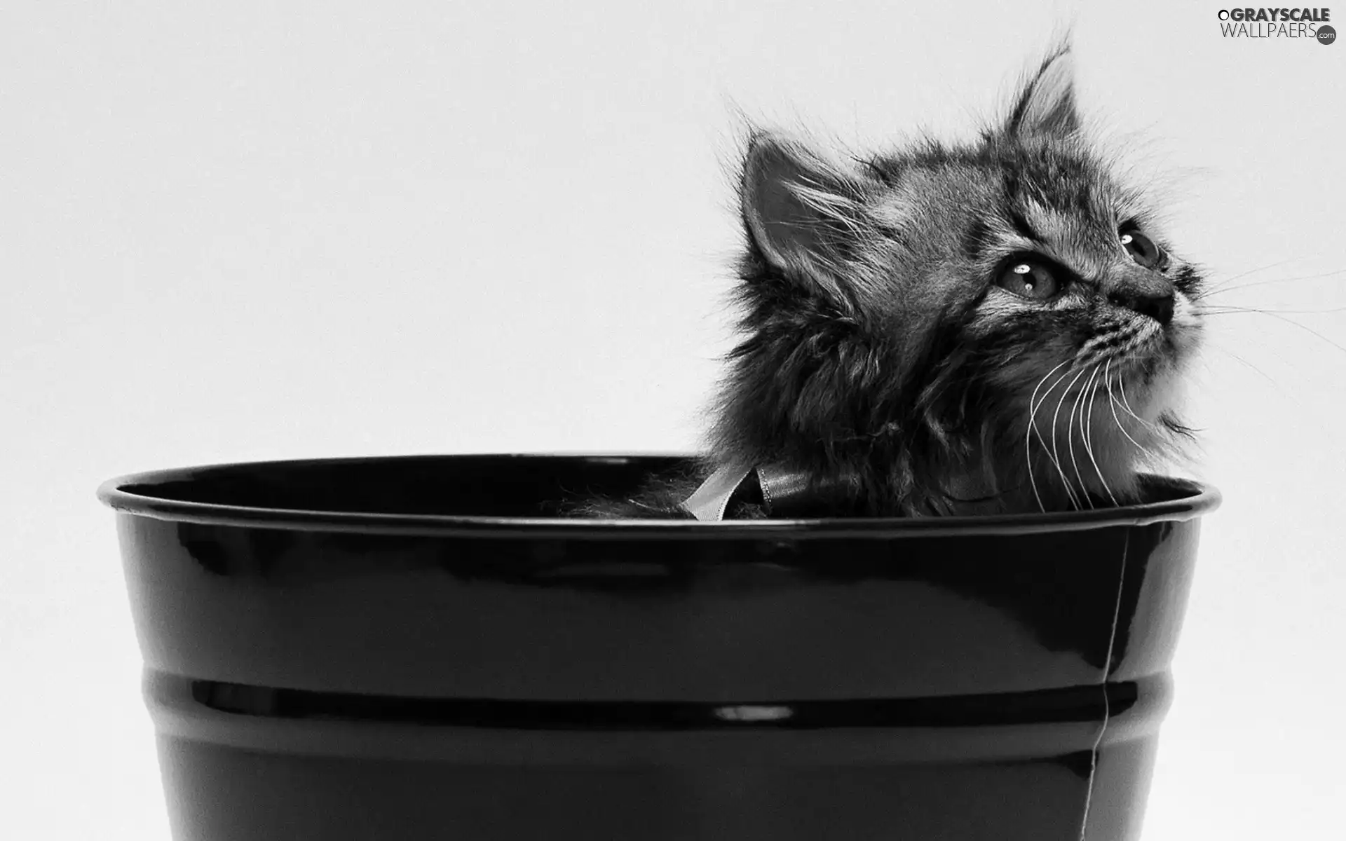 Bucket, kitten, ribbon