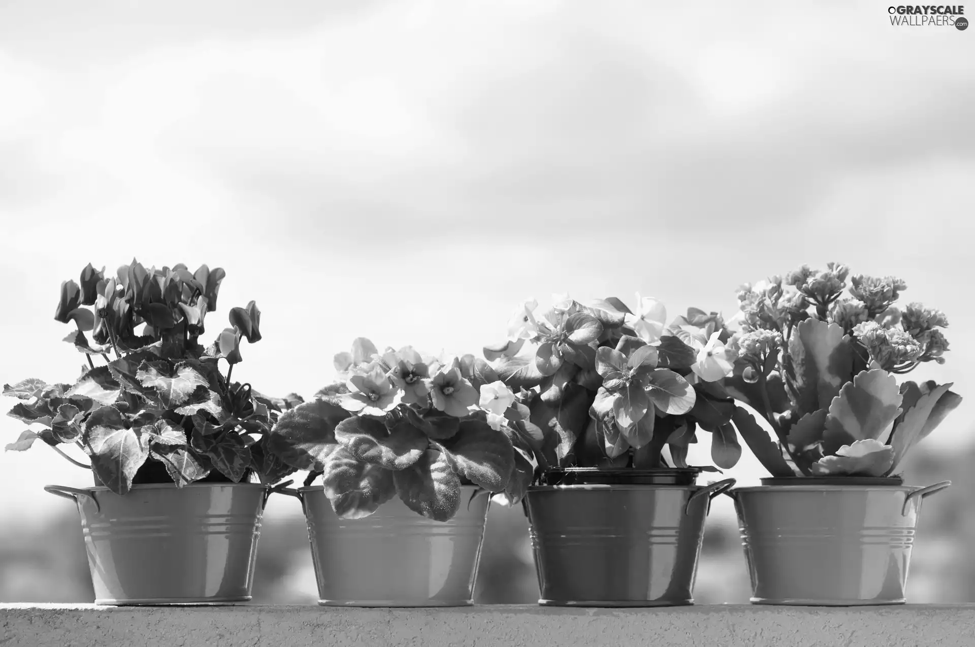 Flowers, color, Buckets, potted