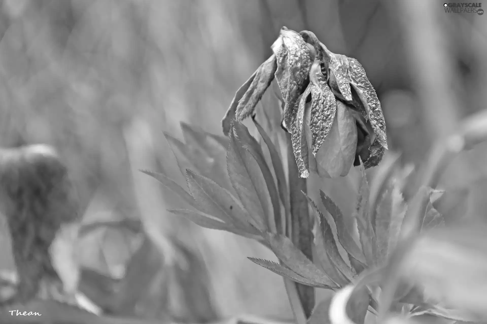 anemone, bud
