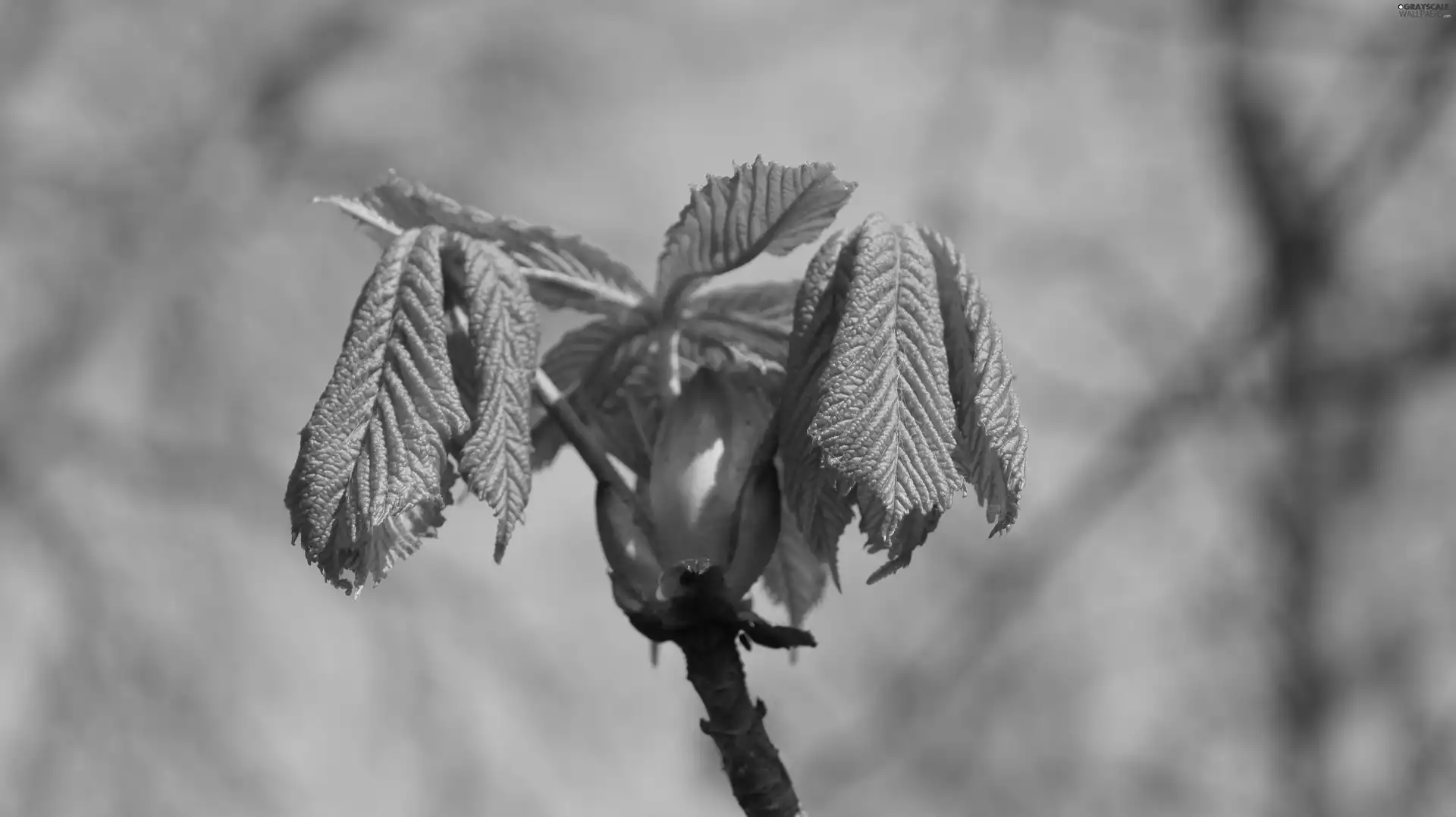 chestnut, bud
