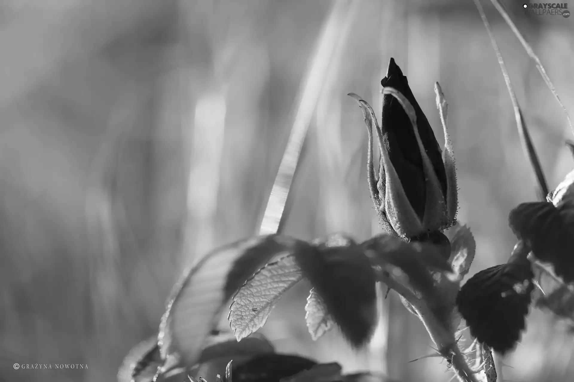 Colourfull Flowers, rose, bud