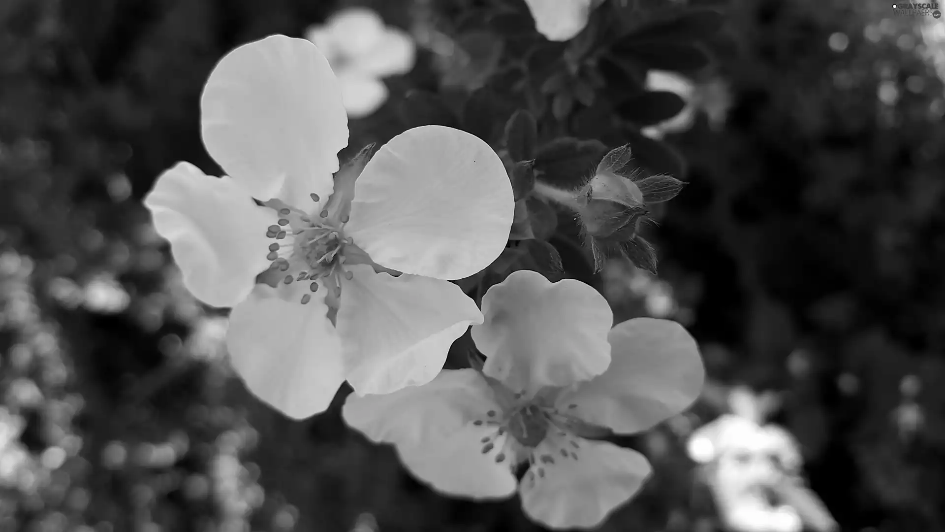 bud, White, Flowers