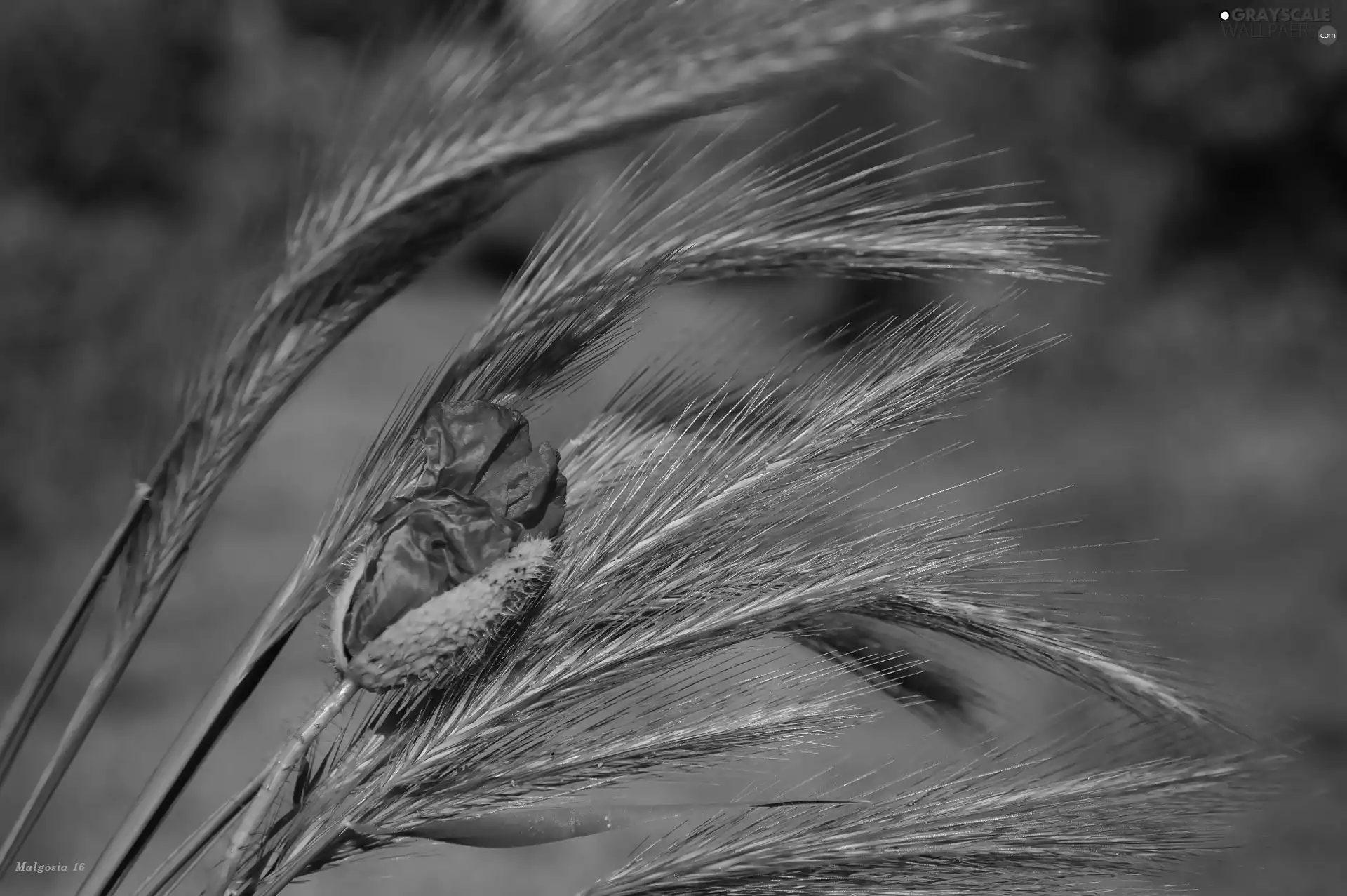 grass, red weed, bud