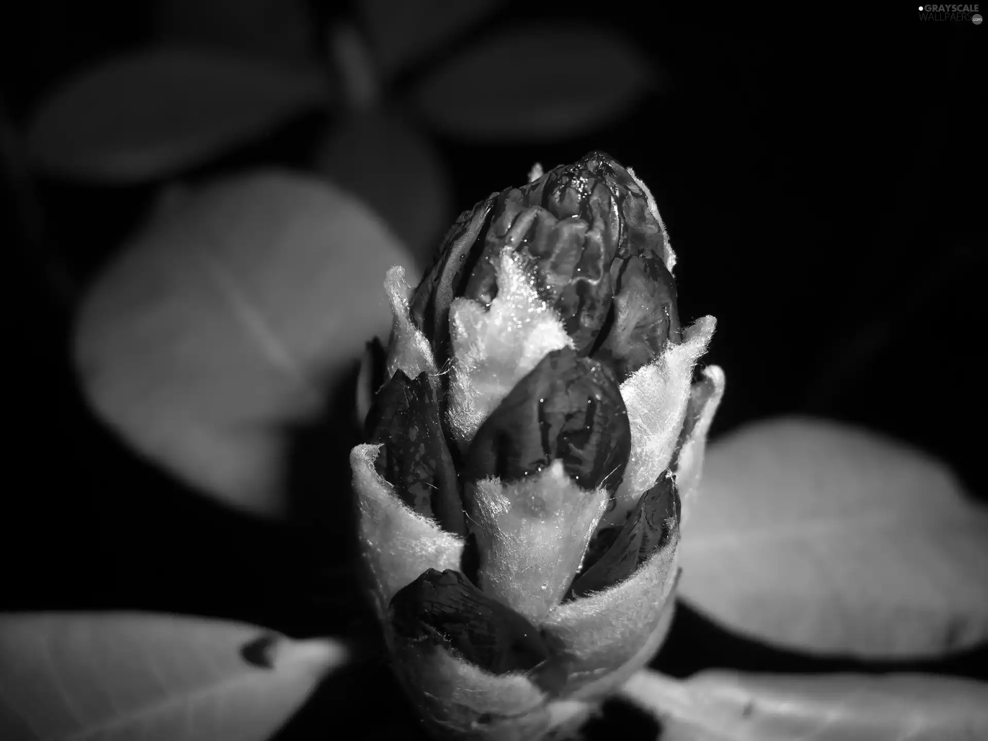 rhododendron, bud
