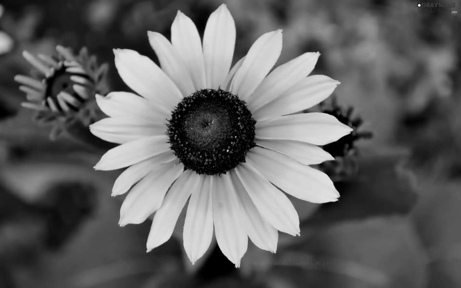 Sunflower, bud