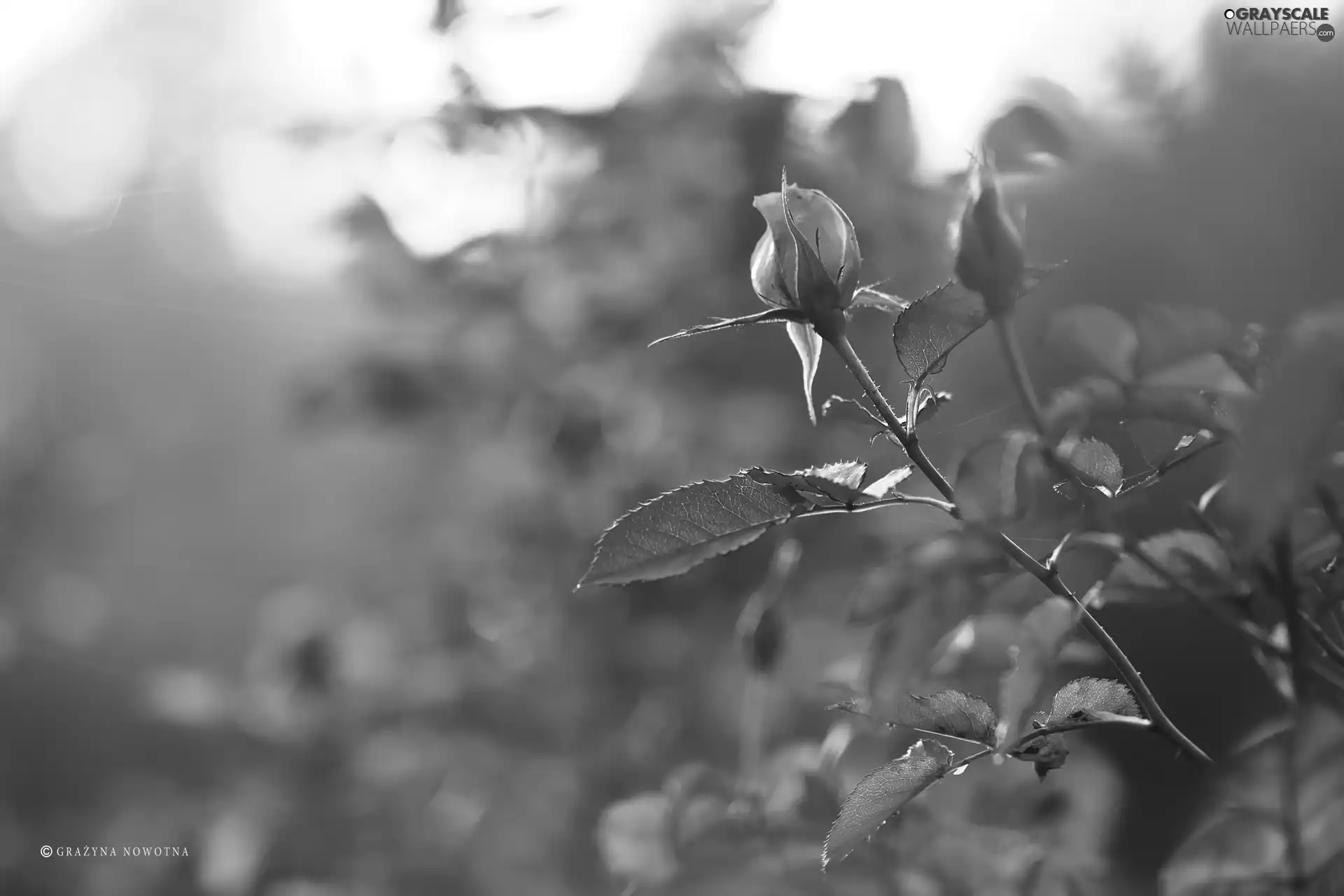 bud, rose, tea