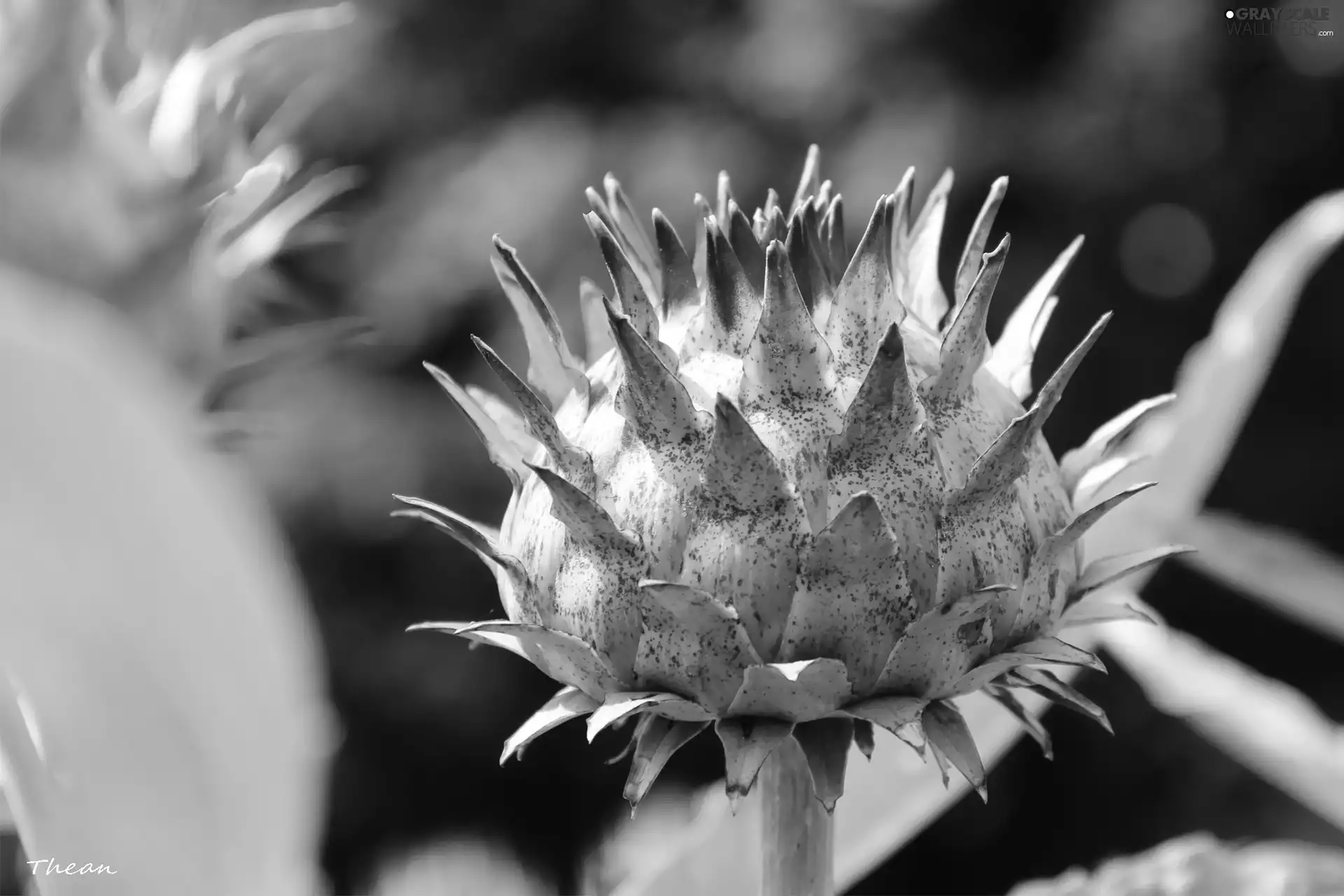 teasel, bud